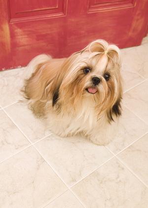 ペットを安心・快適に移動させるための輸送サービス完全ガイド