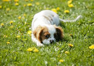 札幌市西区に位置する緑の森どうぶつ病院AZem札幌発寒病院の全貌:動物のためのリラックス空間と高度医療を提供