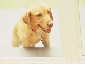 質の高い診療を行う京都の動物病院