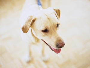 ミヌエットは多頭飼いにもおすすめの猫
