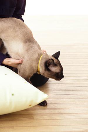 秦野でペットの命を守る動物病院