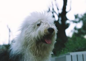 子犬販売のことなら望月ドッグスタジアム