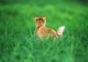 自家繁殖だから安心のブリーダーに相談
