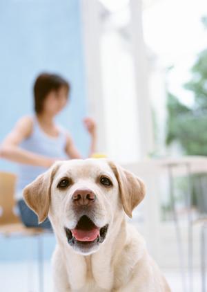 ペットの健康を守る杉並区の動物病院