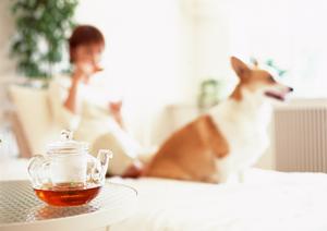 ペット保険が猫や犬に必要な理由