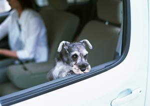 ペット葬儀施設が豊富な大阪市の動物霊園